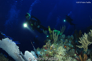 Wall Night Dive @ Puerto Rico Nikon D80 with 15mm lens an... by Pedro Padilla 